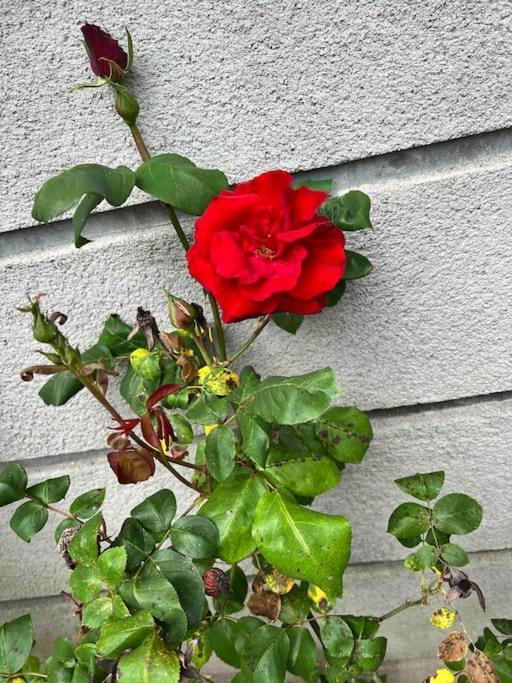 Gite De La Petite Fourmy Saint-Sulpice-les-Feuilles Exteriér fotografie